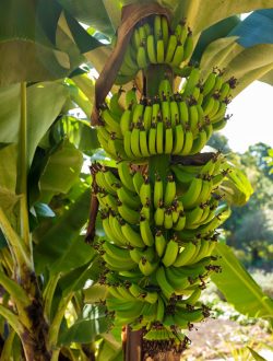 green banana fruits on tree