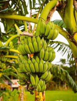 green banana fruit during daytime