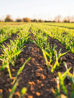 green grass field during daytime