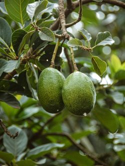 green round fruit on tree