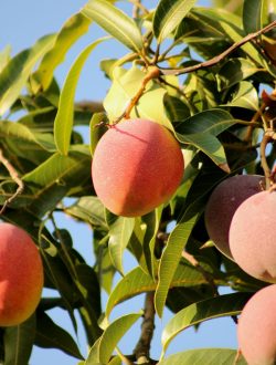 a tree with fruit growing on it