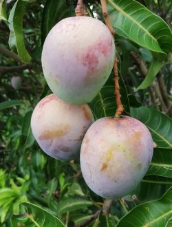 a group of fruit growing on a tree